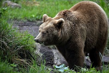 Braunbär Sonja im BÄRENWALD Müritz. Bild: (c) BÄRENWALD Müritz, Mihai Vasile