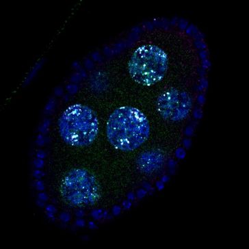Sich entwickelnde Fortpflanzungsorgane einer weiblichen Furchtfliege (DNA wurde blau eingefärbt). Durch Färbung eines spezifischen Proteins konnten Quelle: (c)IMBA (idw)