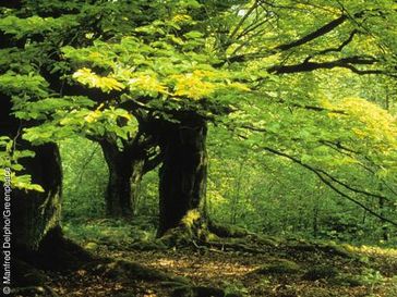 Buchen im Kellerwald.  Bild: Manfred Delpho/Greenpeace