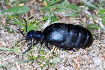 Der Schwarzblaue Ölkäfer (Meloe proscarabaeus).