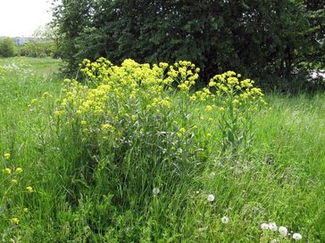 Invasive gebietsfremde Pflanzenarten, wie hier die Orientalische Zackenschote (Bunias orientalis), s
Quelle: Foto: Harald Auge (idw)