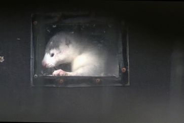 Nerz wird in einer Vergasungsbox mit CO Gas von Linde getötet.  Bild: "obs/SOKO Tierschutz e.V./VIVA Poland"