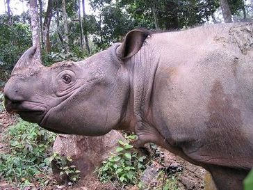 Das Sabah-Nashorn (Dicerorhinus sumatrensis harrisoni) kommt nur noch im malaysischen Bundesstaat Sabah auf Borneo vor. Bild: IZW