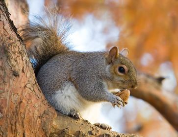 Grauhörnchen (Sciurus carolinensis)