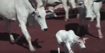 Bild: Screenshot Youtube Video "Tierqual für Autoleder: Rinder in Brasilien für Interieur von VW, BMW und Opel gefoltert "