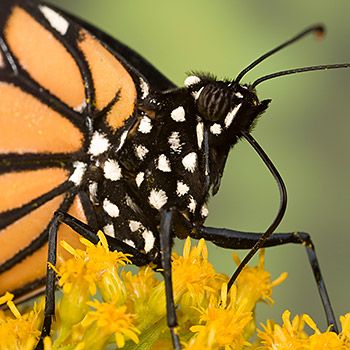 Bild: naturepl.com / Ingo Arndt / WWF-Canon