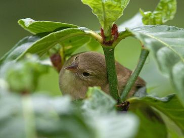 Der Laubsängerfink (Certhidea olivacea).
Quelle: Copyright: Dvorak (idw)