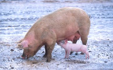 Hausschwein (Sus scrofa domesticus): Sau mit Ferkel  (Symbolbild)