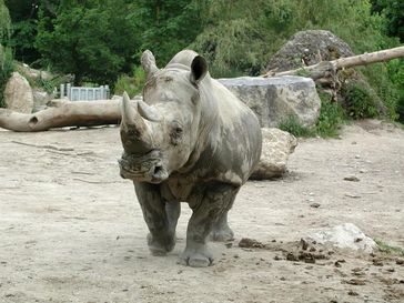 Die Haltung des südlichen Breitmaulnashorns in Zoos gilt als einfach.
Quelle: Foto: Chris Walzer/Vetmeduni Vienna (idw)