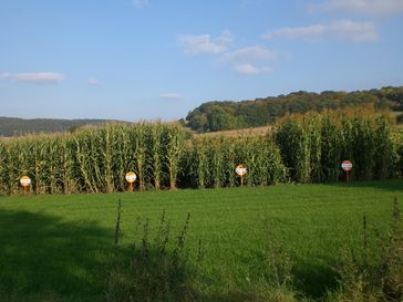 Durch Züchtung entstandene Maissorten