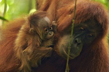 Bild: "obs/Zoologische Gesellschaft Frankfurt/ZGF/Mira Margaretha"