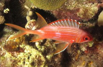 Husarenfisch, einer der vielen nachtaktiven, rifflebenden Fischarten mit besonders großen Augen.
Quelle: Copyright: A. Dornburg (idw)