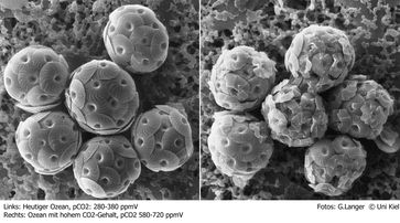 Hoher CO2-Gehalt (rechte Seite) schädigt die Kalkschalen des Planktons. Copyright: Uni Kiel, Fotos: G. Langer