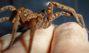 Die Jagdspinne (Cupiennius salei) schlägt in Sachen Schnelligkeit Sprintstar Usain Bolt um Längen.