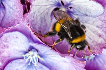 Das Genom der europäischen Erdhummel Bombus terrestris wurde vollständig entschlüsselt. Es enthält ein nur relativ kleines Repertoire an Immungenen. Quelle: Dave Young, flickr.com, Creative Commons, Namensnennung (CC BY 2.0) (idw)