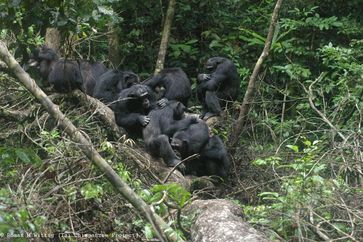 Schimpansen sind mit einigen Gruppenmitgliedern befreundet, mit anderen nicht. In jedem Fall behalte
Quelle: Roman Wittig (idw)