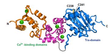 Das neu entdeckte Protein "Calredoxin" grafisch dargestellt
Quelle: WWU / AG Hippler (idw)