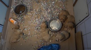Zuchtstation in der Slowakei  Bild: PETA Deutschland e.V. Fotograf: PETA Deutschland e.V.