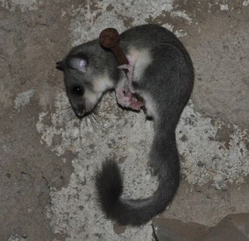 Der Siebenschläfer (Glis glis) ist ein äußerlich mausähnliches, nachtaktives Nagetier aus der Familie der Bilche (Gliridae).