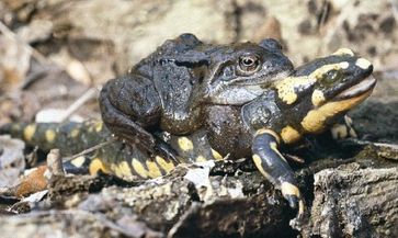 Grasfrosch und Feuersalamander haben Spaß miteinander (Symbolbild)