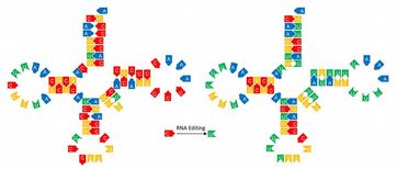 Ein kleines Schlüsselmolekül - eine so genannte tRNA für die Aminosäure Prolin - zeigt, wie umfangreich das RNA editing in Isoetes sein kann: An 18 Stellen werden C-Bausteine gegen U-Bausteine getauscht. Nur die Us können dann an vielen wichtigen Stellen mit den As gegenüber paaren. Bild: AG Knoop, Uni Bonn