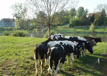 Rinder am Ufer der Weser
Quelle: (Foto: Thünen-Institut/Claudia Heidecke) (idw)