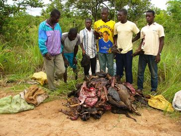 Wilderer und ihre Beute aus einem westafrikanischen Regenwald. Der zunehmende Schwund großer Tiere hat dort gravierende Folgen für die Biodiversität.
Quelle: Foto: Karl Eduard Linsenmair (idw)
