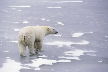 Eisbär – das Symbol der Arktis gibt es bereits seit 600.000 Jahren.
Quelle: Copyright:  Hansruedi Weyrich / www.weyrichfoto.ch (idw)