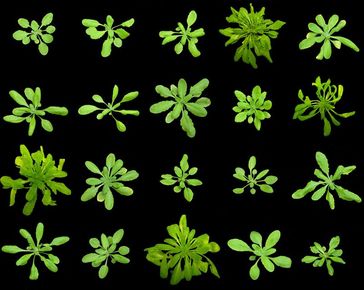 Verschiedene Stämme der Ackerschmalwand Arabidopsis thaliana Foto: Max-Planck-Institut für Entwicklungsbiologie