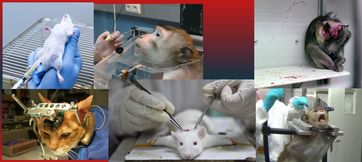 Tierversuche: Sinn- und nutzlose Qual für Tiere und Freude für Folterer (Symbolbild)