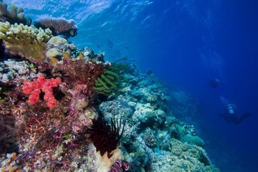 Korallenriffe – hier das Great Barrier Reef – sind extrem artenreiche Lebensräume.
Quelle: Simon Gingins (idw)