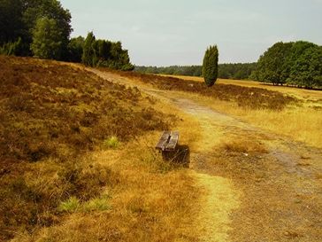 Durch gezielte Drainagierung, Trockenlegung von Sümpfen, Mooren, Abholzung von Wäldern und Versiegelung von Flächen, wird Stück für Stück das Wasser aus der Landschaft verbannt(Symbolbild)