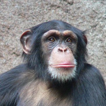 Risikobereit beim "Wetten" um Bananenstückchen: der Schimpanse. Alle vier Menschenaffenarten zeigten ein ähnliches Entscheidungsverhalten in den Versuchen der Max Planck Forscher; Schimpansen und Orang-Utans waren jedoch noch risikobereiter als Gorillas und Bonobos. Bild: Thomas Lersch (idw)