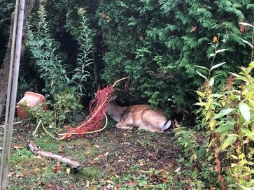 Hirsch mit Zaun im Geweih Bild: Polizei