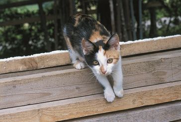 Entfernen sich Katzen zu weit vom Grundstück, gelten sie als wildernde Haustiere. Bild: © VIER PFOTEN