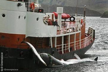 Der Isländische Walfänger Hvalur 8 kehrt mit dem 2013 ersten gefangenen Wal in den Hafen von Hvalfjordur zurück. Bild: Greenpeace