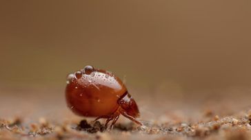 Hornmilbe der Familie Euphthiracaridae. Diese Milben reisen lebend im Darm von Schnecken.
Quelle: Andy Murray (idw)