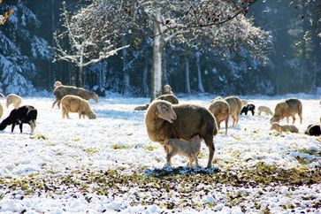 Diesen Winter ist es kalt, schneereich und einfach Winter (Symbolbild)