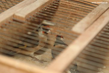 Bild: "obs/Komitee gegen den Vogelmord / Hirschfeld"
