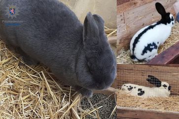 "Wiener-Hase" und seine zwei Gefährten. Bild: Polizei