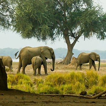 Afrikanische Elefanten © Michael Poliza / WWF. Bild: WWF - World Wide Fund For Nature (pressrelations)