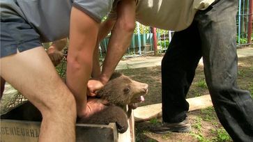 Babybärin Nastia wird von Tierhändlern in eine Transportbox gezwängt. Bild: VIER PFOTEN