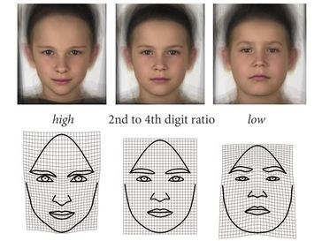 Morphs (oben) und sogenannte Deformationsgitter (unten) zeigen die Gesichtsformen von Buben, die mit hohem, durchschnittlichem und niedrigem (von links) Fingerlängenverhältnis assoziiert sind.
Quelle: (Quelle: Sonja Windhager, Katrin Schäfer) (idw)