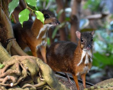 Kleinkantschile (Tragulus javanicus) sind lebende Vertreter der Hirschferkel und nur auf Java heimisch. Sie gehören mit einem Gewicht von ca. 2 kg zu den kleinsten Paarhufern der modernen Welt.
Quelle: Foto: Tierpark Hellabrunn, Fotografin S. Held (idw)