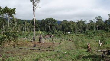 Waldbereiche am Rand vieler tropischer Schutzgebiete werden durch illegalen Holzeinschlag zunehmend abgeholzt, wie beim Lore Lindu Nationalpark in Sulawesi, Indonesien.
Quelle: (Foto: Christian H. Schulze) (idw)
