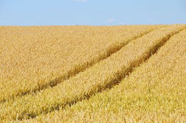 Viele Weizen und auch Dinkelsorten sind extrem auf den Gluten-Kleber gezüchtet worden und sind unnatürlich (Symbolbild)