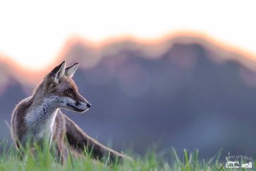 Das Risiko, durch Fuchs oder Waschbär angesteckt zu werden, ist in Europa äußerst gering.