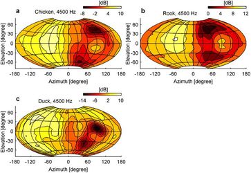 Die Bilder zeigen, wie bei Huhn, Ente und Krähe die Lautstärke am rechten Ohr bei Geräuschen aus verschiedenen Richtungen variiert. Quelle: Schnyder HA, Vanderelst D, Bartenstein S, Firzlaff U, Luksch H (2014) The Avian Head Induces Cues for Sound Localization in Elevation. PLoS ONE 9(11): e112178. doi:10.1371/journal.pone.0112178 (idw)