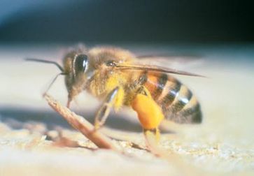Afrikanisierte Honigbiene