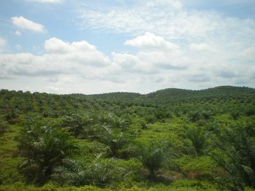 Junge monokultur Palmöl-Plantage in Ost-Malaysia (Symbolbild)